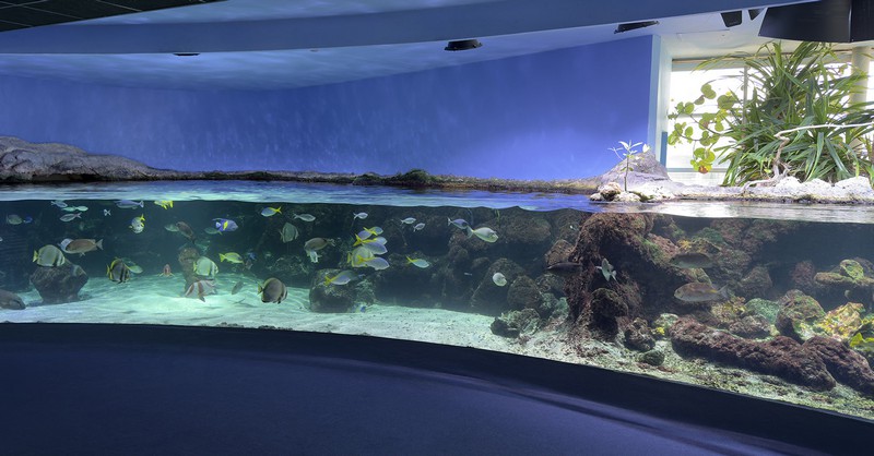 aquarium800